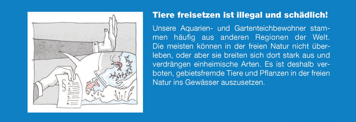 Aquarientiere nicht aussetzen